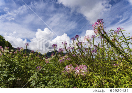 高原に咲くクレオメ 69920485