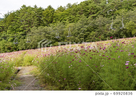 スキー場に咲くコスモス スキー場に咲くコスモス 69920836