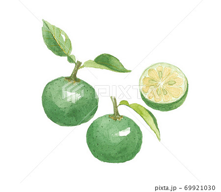 ◆柚子＊◆ Yuko Yuzu citrus fruit and cross section - Stock