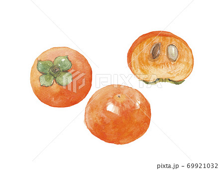富有柿　実と断面 69921032