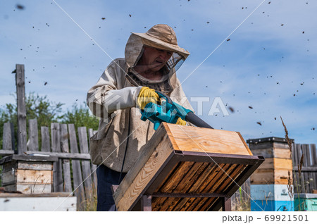 Beekeeper uses air-blowing device to brush bees aside. Bees swarm in collection container. Beekeeper handles receptacle with queen bee Beekeeper uses air-blowing device to brush bees aside. Bees swarm in collection container. Beekeeper handles receptacle with queen bee 69921501