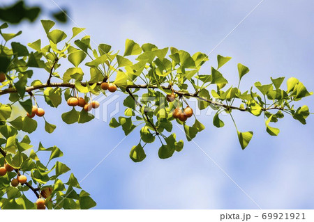 あづま総合運動公園のイチョウ ぎんなん 福島県福島市 あづま総合運動公園のイチョウ ぎんなん 福島県福島市 69921921