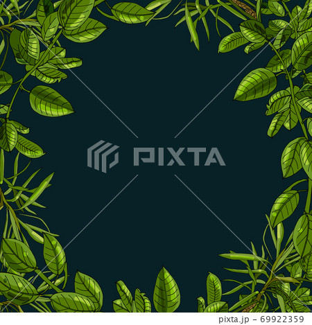leaves of home plants pattern and black background 69922359