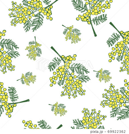 seamless pattern with spring delicate flowers - yellow mimosa on a white background 69922362