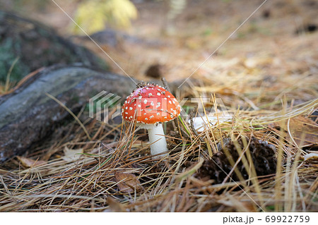 red fly-agaric or amanita mushroom on autumn pine needles red fly-agaric or amanita mushroom on autumn pine needles 69922759