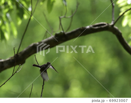 コサメビタキ(小鮫鶲) コサメビタキ(小鮫鶲) 69923007