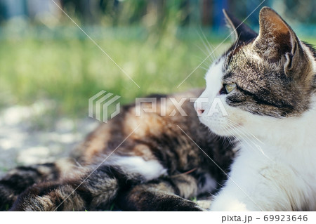 滋賀県沖ノ島の猫 69923646