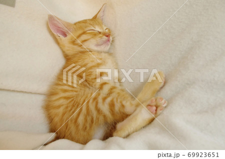 ブランケットの上で眠っている茶とらの子猫 69923651