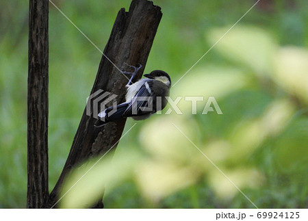 シジュウカラ　木にとまっている成鳥 69924125