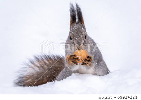 The squirrel sits on white snow with nut in winter. 69924221