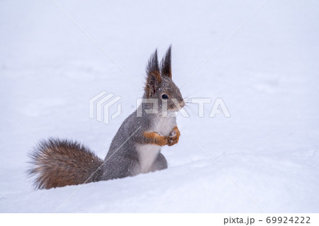 The squirrel funny sits on pure white snow. Portrait of a squirrel 69924222