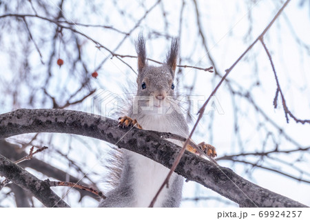 The squirrel sits on a branches without leaves in the winter or autumn 69924257
