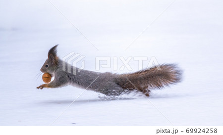 Squirrel with nut quickly runs through the white snow. 69924258