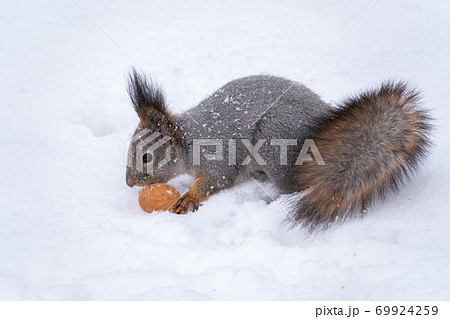 The squirrel sits on white snow with nut in winter. 69924259