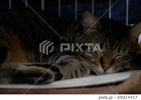 ねこ 猫 動物 寝てる かわいい Sns 寝相 一眼レフ 広告 素材の写真素材