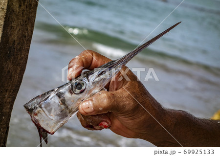 Needle-Nose Fish Head Needle-Nose Fish Head 69925133