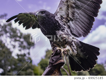 Black-Chested Buzzard-Eagle is held aloft by her trainer 69925185