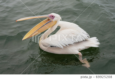 Great White Pelicans with their mouths open 69925208