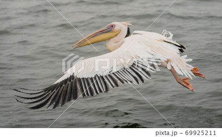 Great White Pelicans in flight 69925211