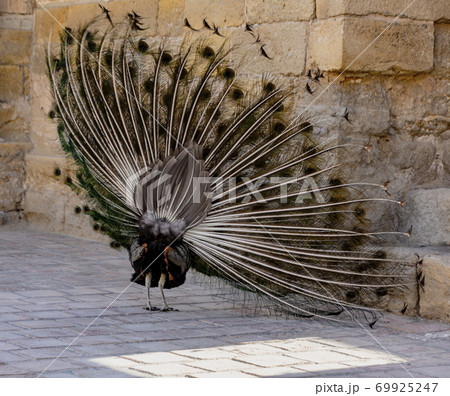 Peacock begins to expand its tail by shimmering and shaking 69925247