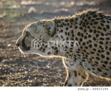 Closeup profile of adult cheetah 69925294