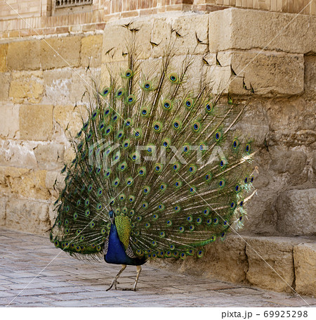 Peacock in full display 69925298