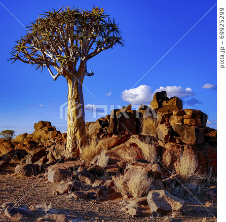 Quivertrees are unique to Namibia 69925299
