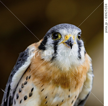 American kestrel perched 69925304
