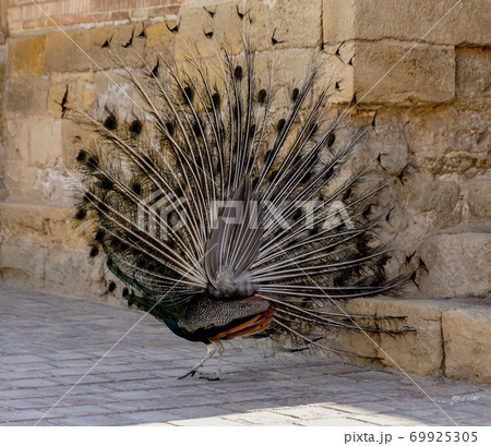 Peacock begins to expand its tail by shimmering and shaking 69925305