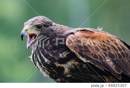 Close-up of immature Black-Chested Buzzard-Eagle head Close-up of immature Black-Chested Buzzard-Eagle head 69925307