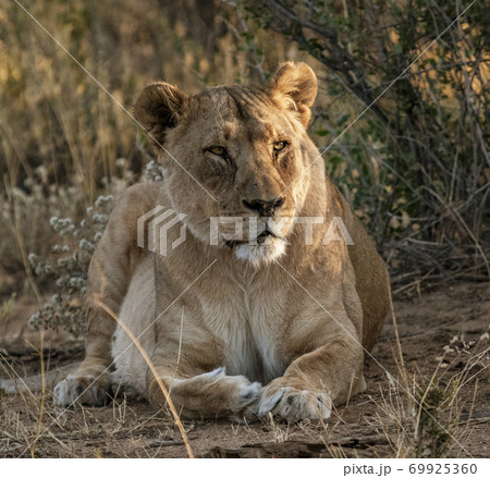 Adult female lions lies down, but constantly scans the horizon 69925360