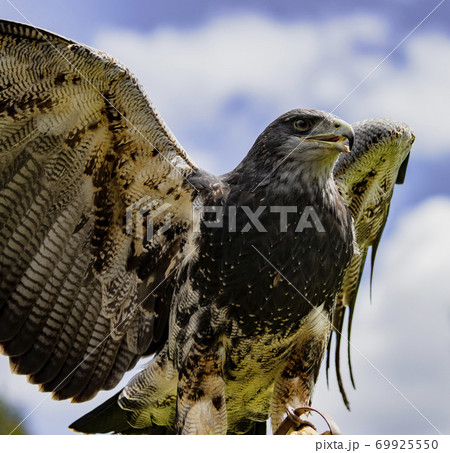 Black-Chested Buzzard-Eagle surveys his domain Black-Chested Buzzard-Eagle surveys his domain 69925550