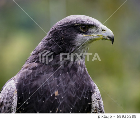 Close-up of Black-Chested Buzzard-Eagle head Close-up of Black-Chested Buzzard-Eagle head 69925589