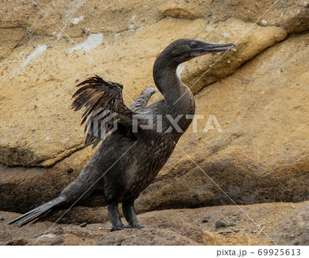 Flightless Cormorants Spreads Wings Flightless Cormorants Spreads Wings 69925613