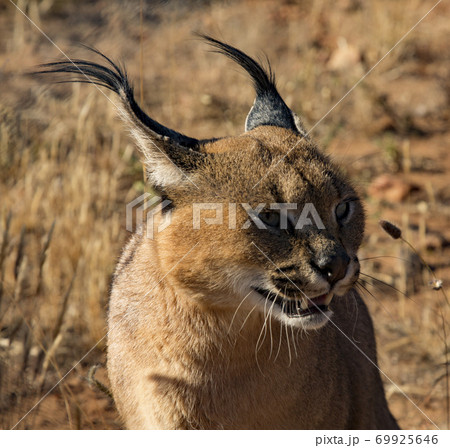 Caracal cat scans his surroundings 69925646