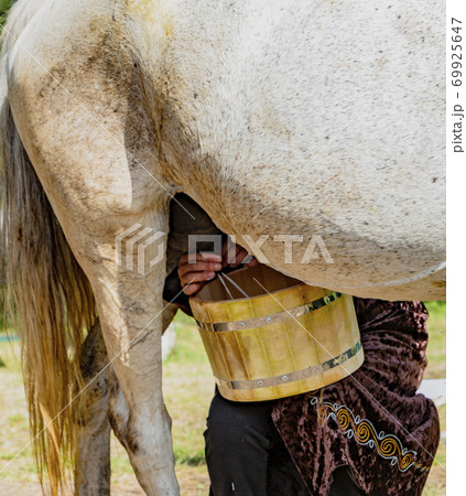 Woman milks a horse Woman milks a horse 69925647