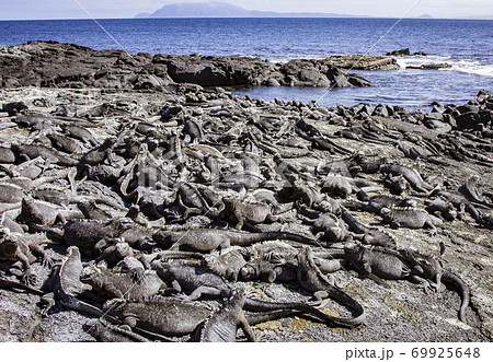 Marine Iguanas Sunning on Rock Marine Iguanas Sunning on Rock 69925648