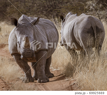 Two white rhinoceros stand together at the side of a dirt road 69925669