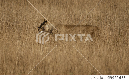 Female lion stands in short dry grass, looking for more food Female lion stands in short dry grass, looking for more food 69925683