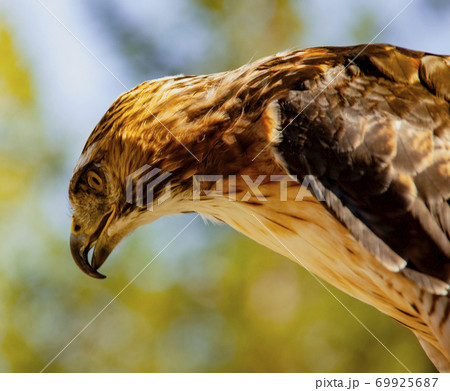 Red-Tailed Hawk peering down at prey Red-Tailed Hawk peering down at prey 69925687