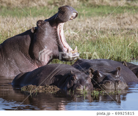 One hippo yawns, to show power over other prostrate hippos 69925815