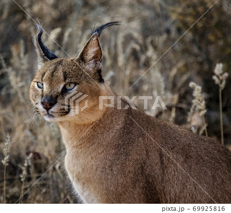 Caracal cat scans his surroundings Caracal cat scans his surroundings 69925816