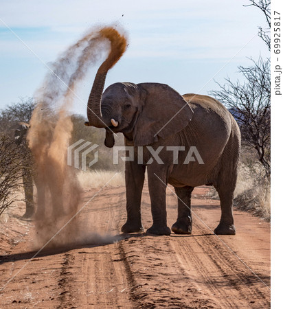 Elephant throws dirt onto its back Elephant throws dirt onto its back 69925817