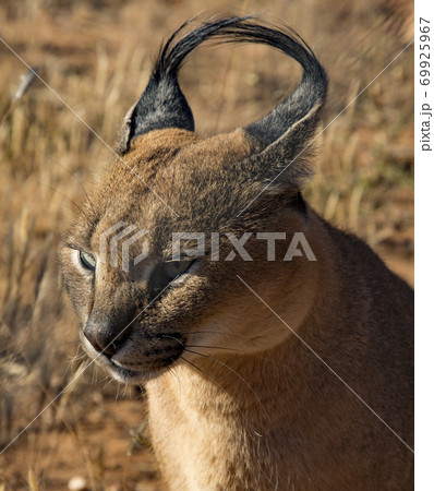 Caracal cat scans his surroundings 69925967