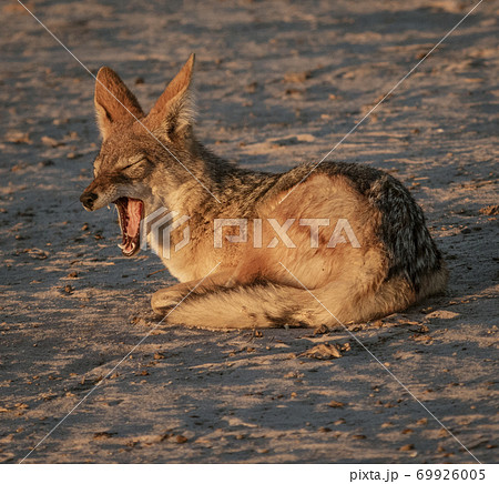 Jackal sits on the sand, yawning Jackal sits on the sand, yawning 69926005