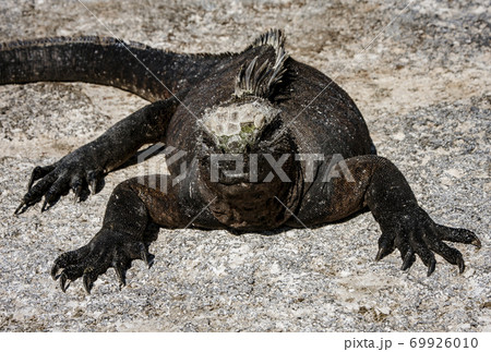 Marine Iguanas Sunning on Rock 69926010