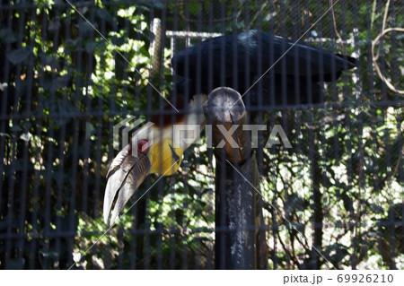 動物園の鳥類 動物園の鳥類 69926210