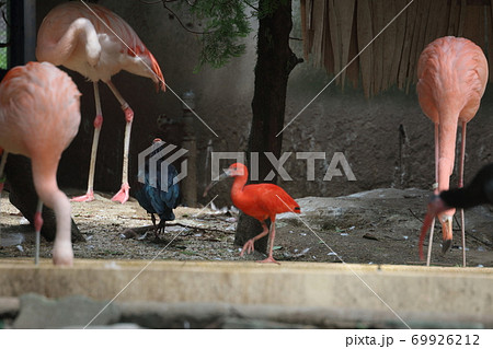 動物園の鳥類 動物園の鳥類 69926212