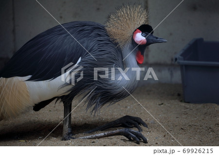動物園の鳥類 69926215