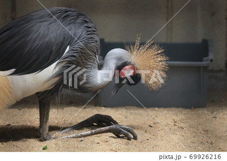 動物園の鳥類 動物園の鳥類 69926216